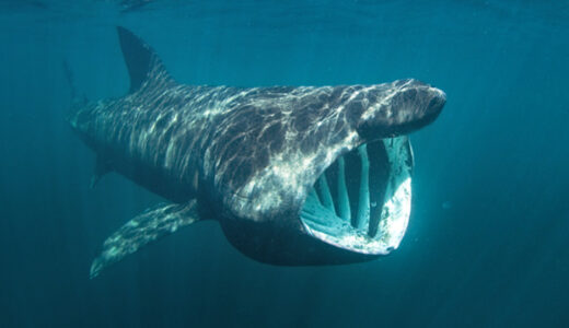 ウバザメは怖い？人間を食べることはないため、かわいいという声も！